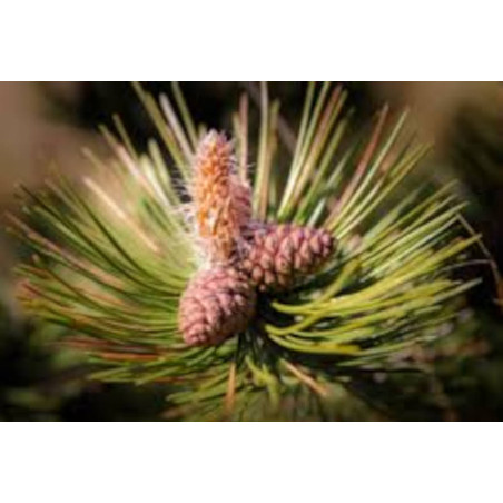 Pinus thunbergii