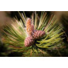 SOSNA THUNBERGA Pinus thunbergii