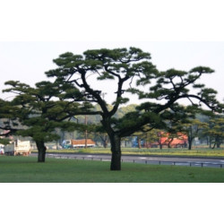 SOSNA THUNBERGA Pinus thunbergii