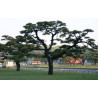 SOSNA THUNBERGA Pinus thunbergii
