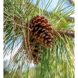 SOSNA ELLIOTTA Pinus elliottii