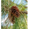 Pinus elliottii