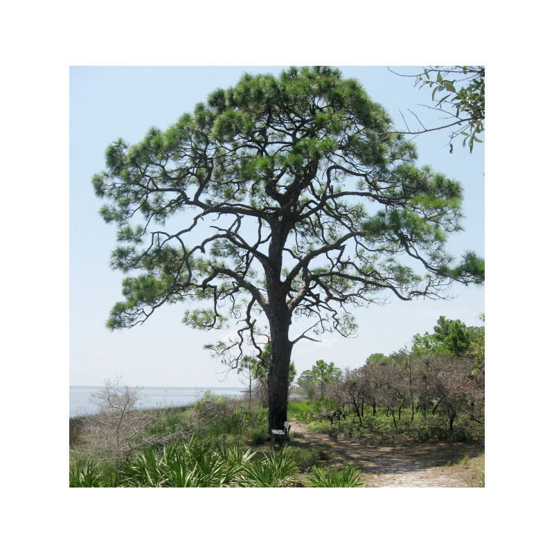 SOSNA ELLIOTTA Pinus elliottii