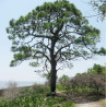 SOSNA ELLIOTTA Pinus elliottii