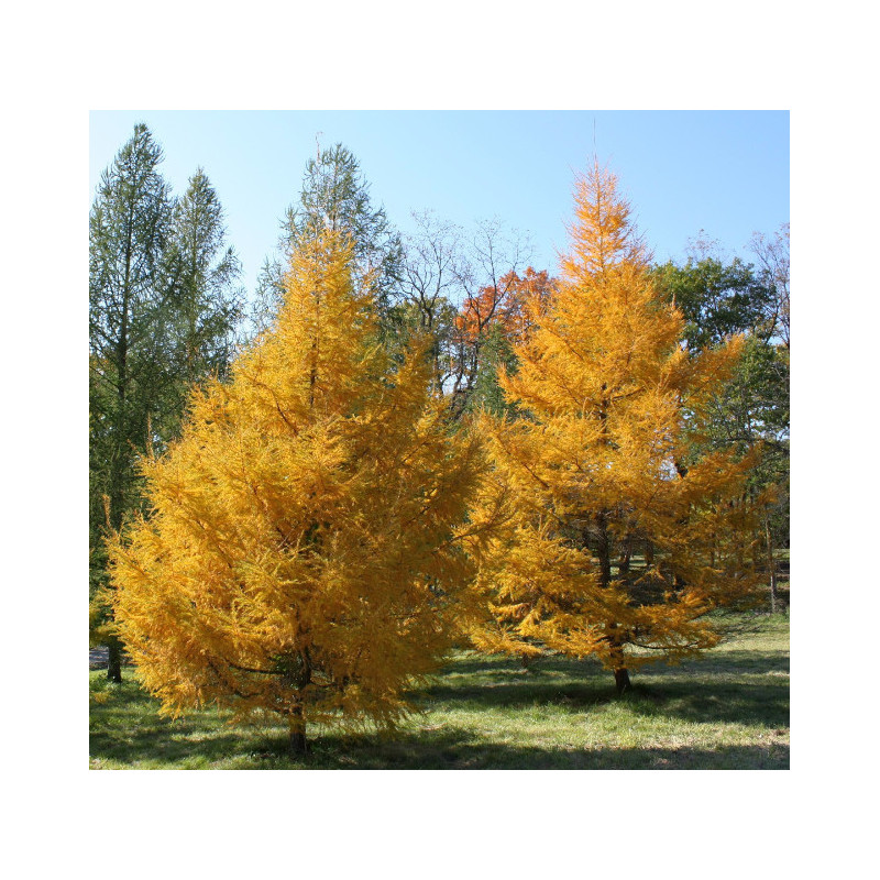 Larix gmelinii