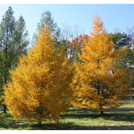 MODRZEW DAHURSKI Larix gmelinii