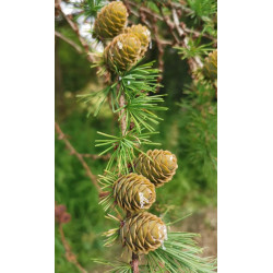 Larix gmelinii
