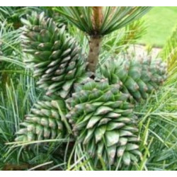 SOSNA KOREAŃSKA Pinus Koraiensis
