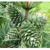 Pinus Koraiensis