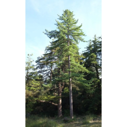 SOSNA KOREAŃSKA Pinus Koraiensis