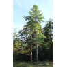 SOSNA KOREAŃSKA Pinus Koraiensis