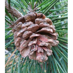 SOSNA CHIŃSKA Pinus tabuliformis
