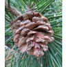 Pinus tabuliformis