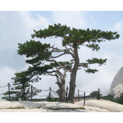 SOSNA CHIŃSKA Pinus tabuliformis