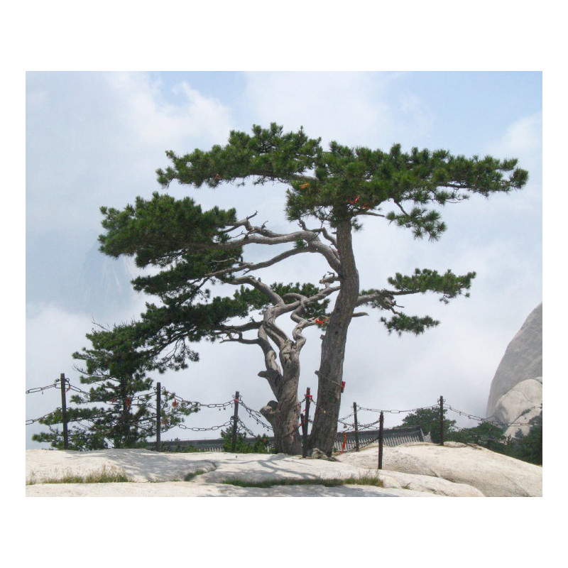 SOSNA CHIŃSKA Pinus tabuliformis