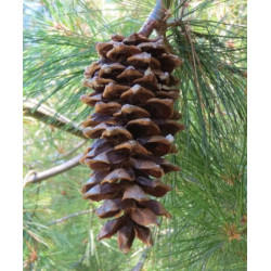 Pinus armandii