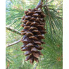 SOSNA ARMANDA Pinus armandii