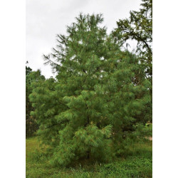 SOSNA ARMANDA Pinus armandii