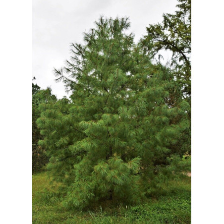 SOSNA ARMANDA Pinus armandii