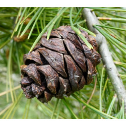 SOSNA PLAMIASTOKORA  Pinus bungeana