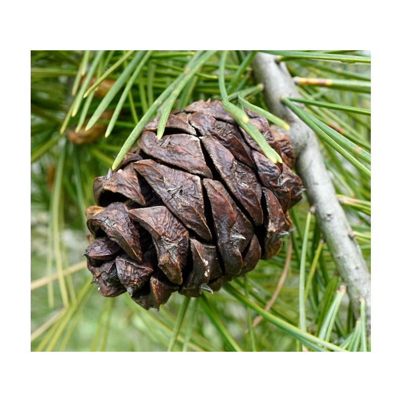 Pinus bungeana