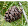 SOSNA PLAMIASTOKORA  Pinus bungeana