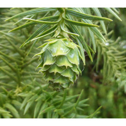 KUNINGAMIA CHIŃSKA Cunninghamia lanceolata
