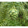 KUNINGAMIA CHIŃSKA Cunninghamia lanceolata