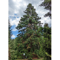 KUNINGAMIA CHIŃSKA Cunninghamia lanceolata