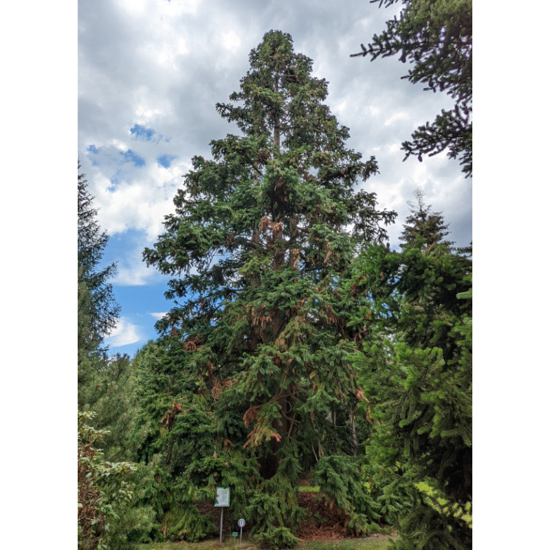 KUNINGAMIA CHIŃSKA Cunninghamia lanceolata