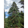 Cunninghamia lanceolata