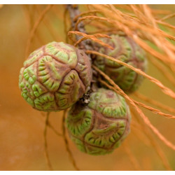 Taxodium ascendens