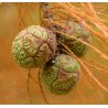 CYPRYŚNIK STAWOWY Taxodium ascendens
