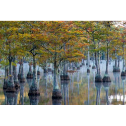 CYPRYŚNIK STAWOWY Taxodium ascendens