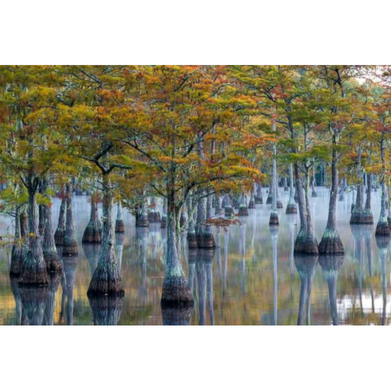 Taxodium ascendens