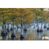 Taxodium ascendens