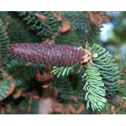 ŚWIERK CHIŃSKI Picea asperata
