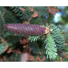 ŚWIERK CHIŃSKI Picea asperata