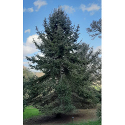 ŚWIERK CHIŃSKI Picea asperata