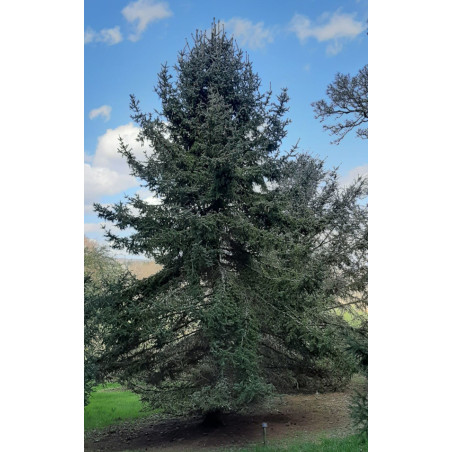 ŚWIERK CHIŃSKI Picea asperata
