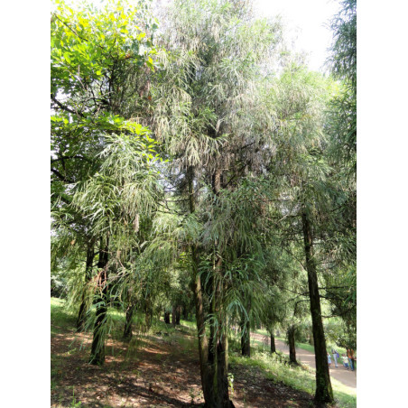 CRYPTOMERIA FORTUNEI Cryptomeria Fortunei