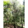 CRYPTOMERIA FORTUNEI Cryptomeria Fortunei