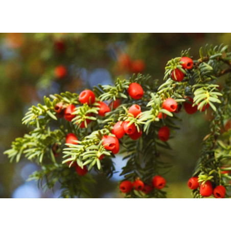 Taxus Chinensis