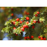 Taxus Chinensis