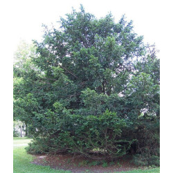 Taxus Chinensis