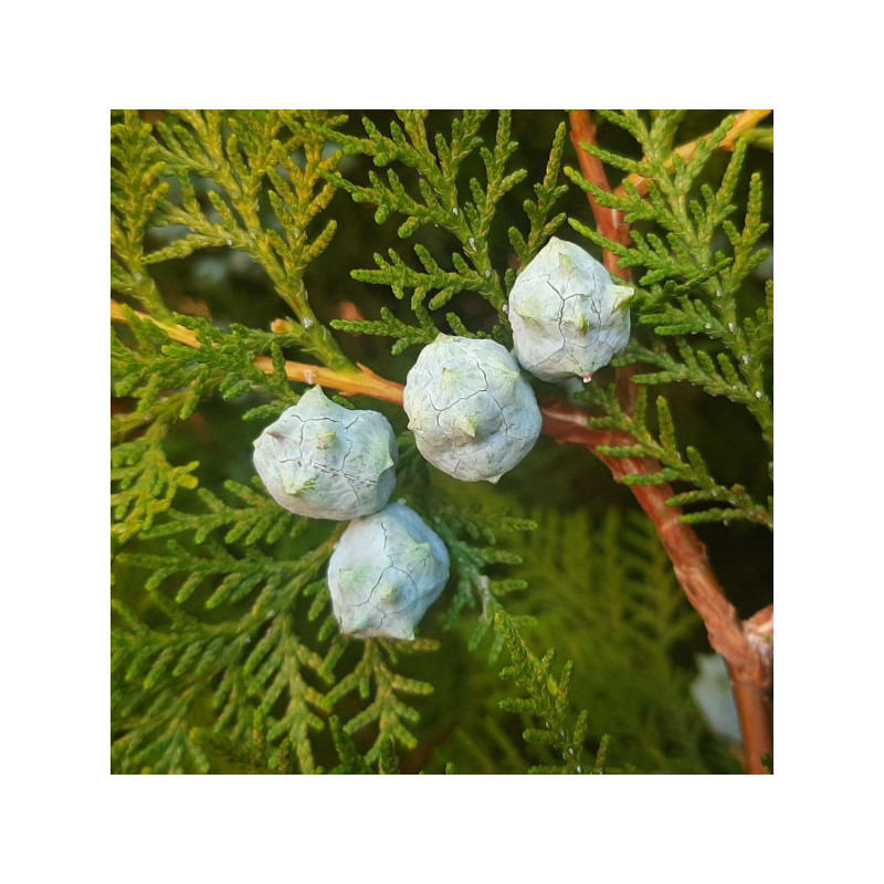 Platycladus orientalis