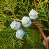 Platycladus orientalis