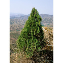 BIOTA WSCHODNIA  Platycladus orientalis