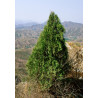 Platycladus orientalis