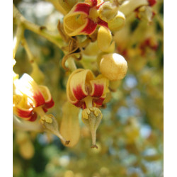 Firmiana simplex